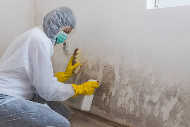 Best Black Mold Removal  in Greenville, MI