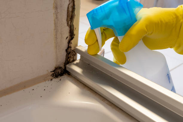 Best Same-Day Mold Removal  in Greenville, MI