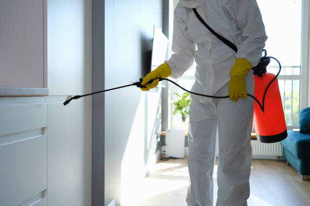 Best Same-Day Mold Removal  in Greenville, MI