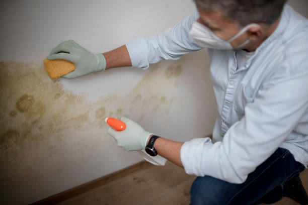 Best Mold Damage Repair  in Greenville, MI