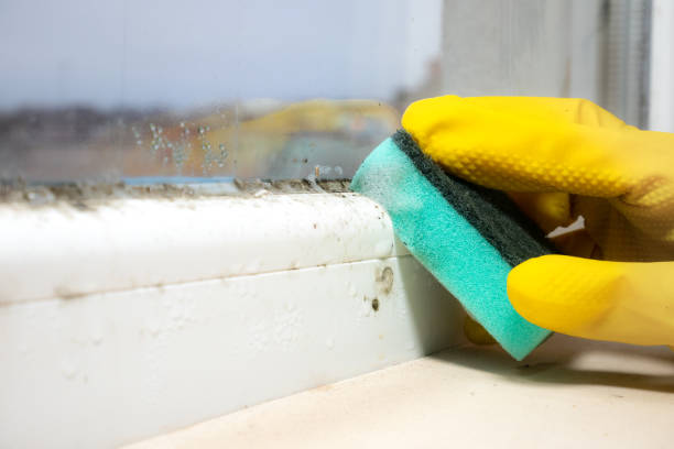 Best Attic Mold Removal  in Greenville, MI