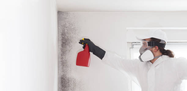 Reliable Greenville, MI Mold Removal Solutions